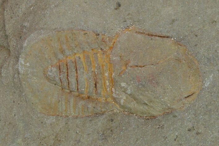 Pelagic Trilobite (Cyclopyge) Fossil - El El Kaid Rami, Morocco #140525